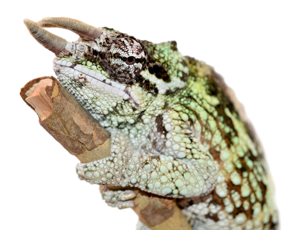 Trioceros Werneri - Werner's Chameleon - Canvas Chameleons - Male (2) Small.jpg