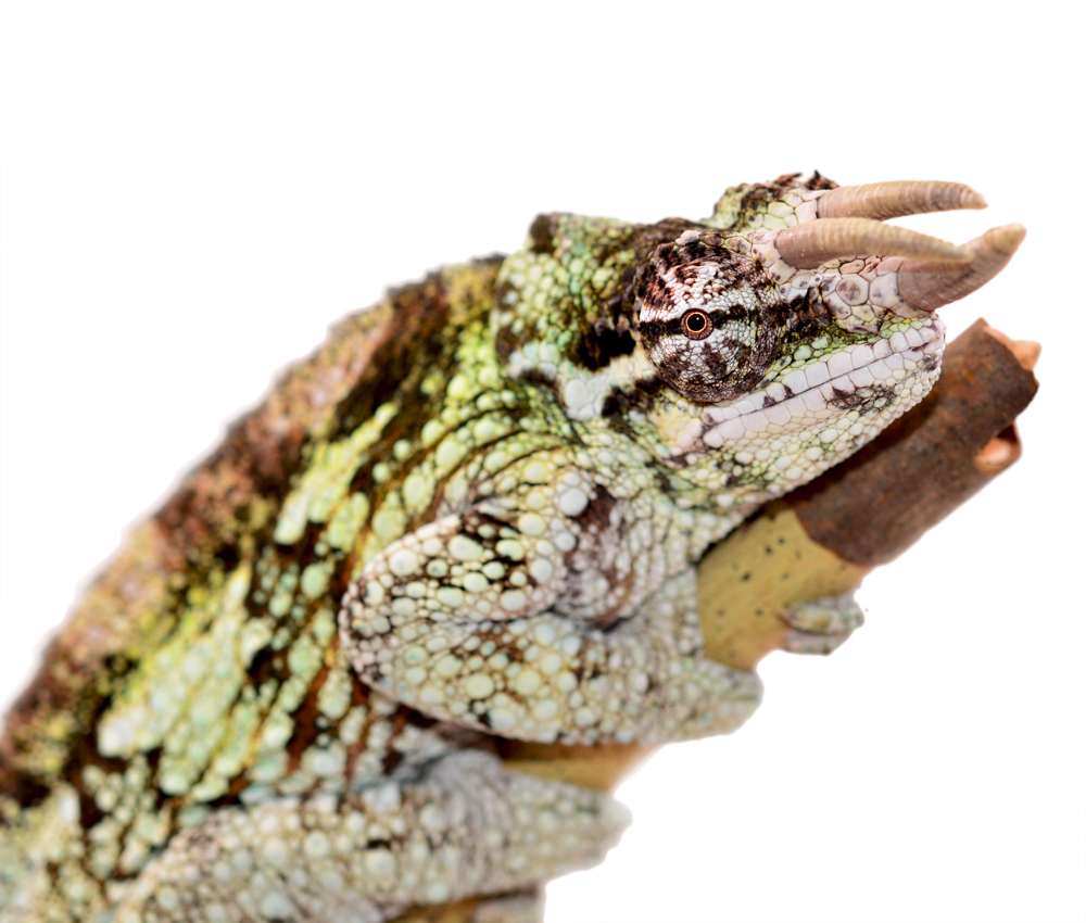 Trioceros Werneri - Werner's Chameleon - Canvas Chameleons - Male (3) Small.jpg