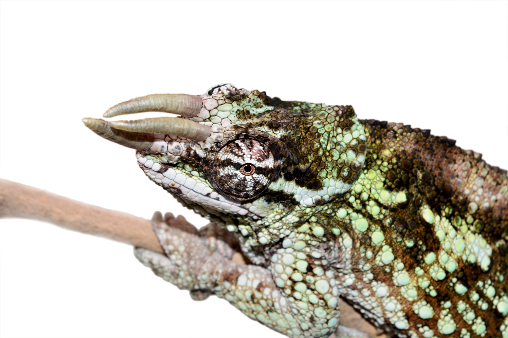 Trioceros Werneri - Werner's Chameleon - Canvas Chameleons - Male (4) Small.jpg