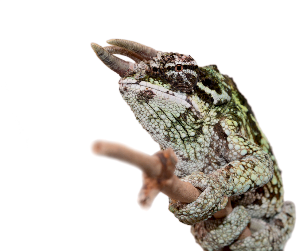 Trioceros Werneri - Werner's Chameleon - Canvas Chameleons - Male (6) Small.jpg