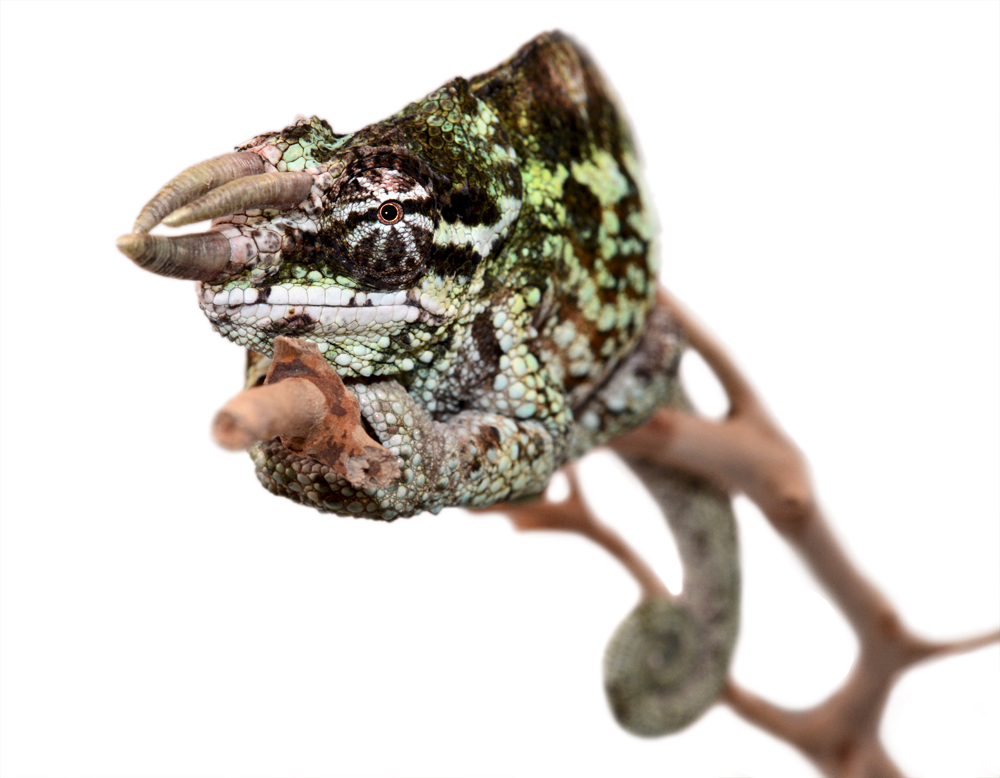 Trioceros Werneri - Werner's Chameleon - Canvas Chameleons - Male (7) Small.jpg