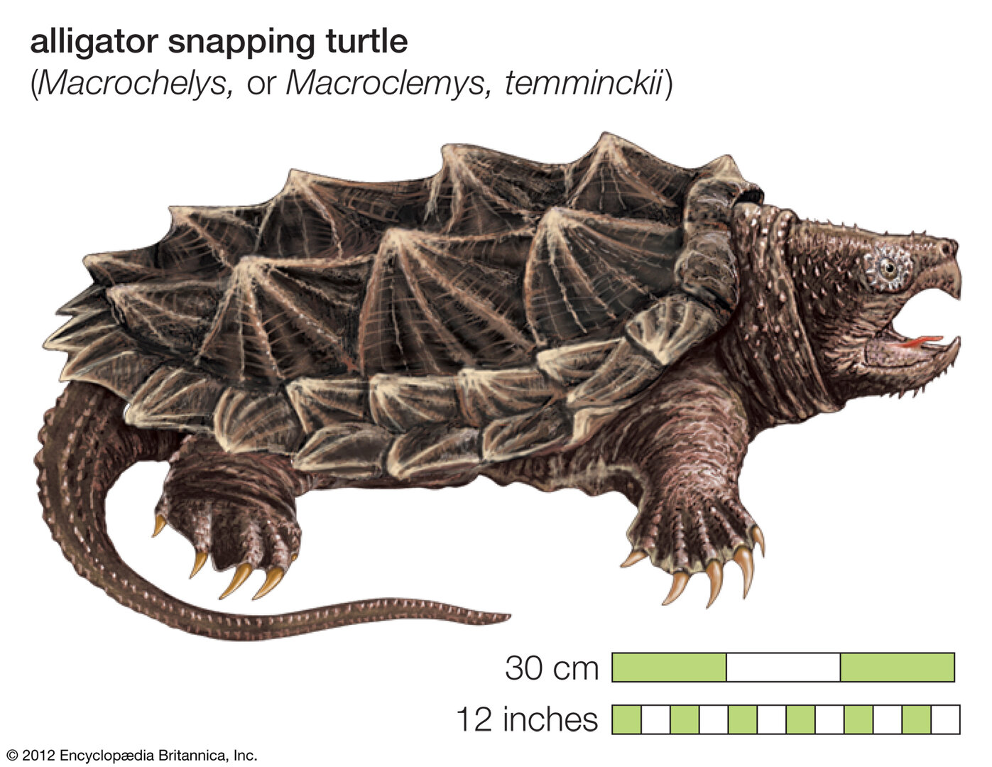 Turtle-alligator-snapping-turtle-reptile-Macroclemys-temminckii.jpg