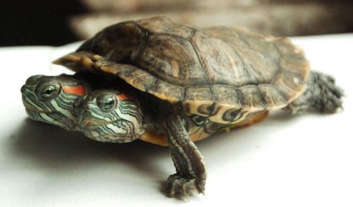 two_headed_turtle01.jpg.cf.jpg