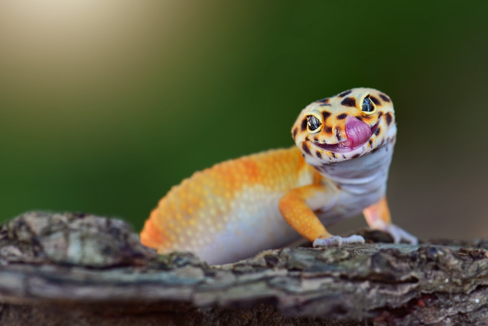 Types-of-Lizards-1.jpg