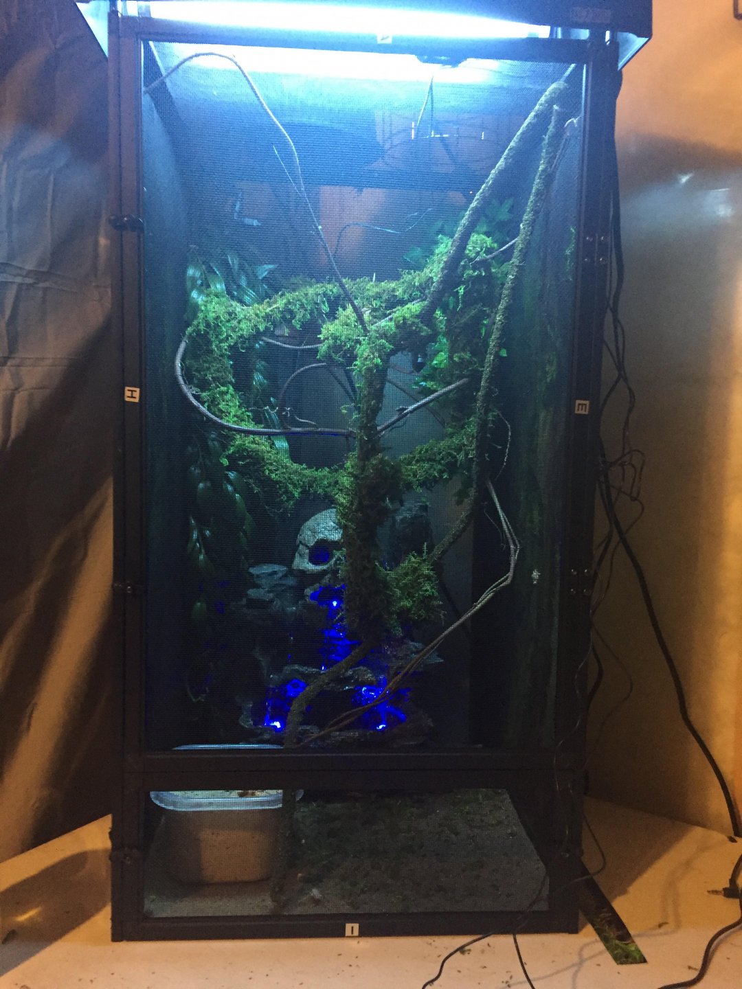 Female Panther Chameleon Setup | Chameleon Forums