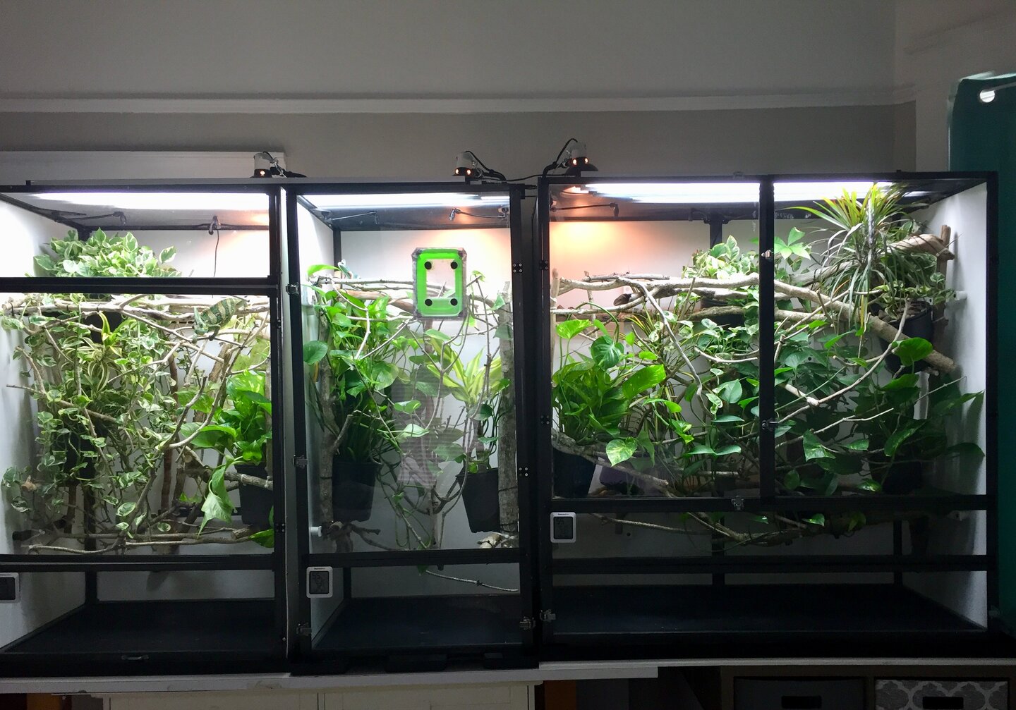 updated clear fronts all.jpg