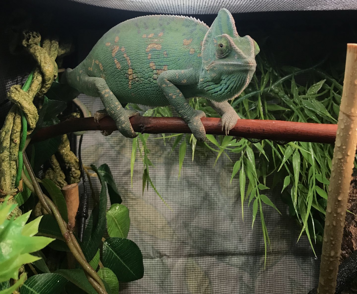 Laying Eggs | Chameleon Forums