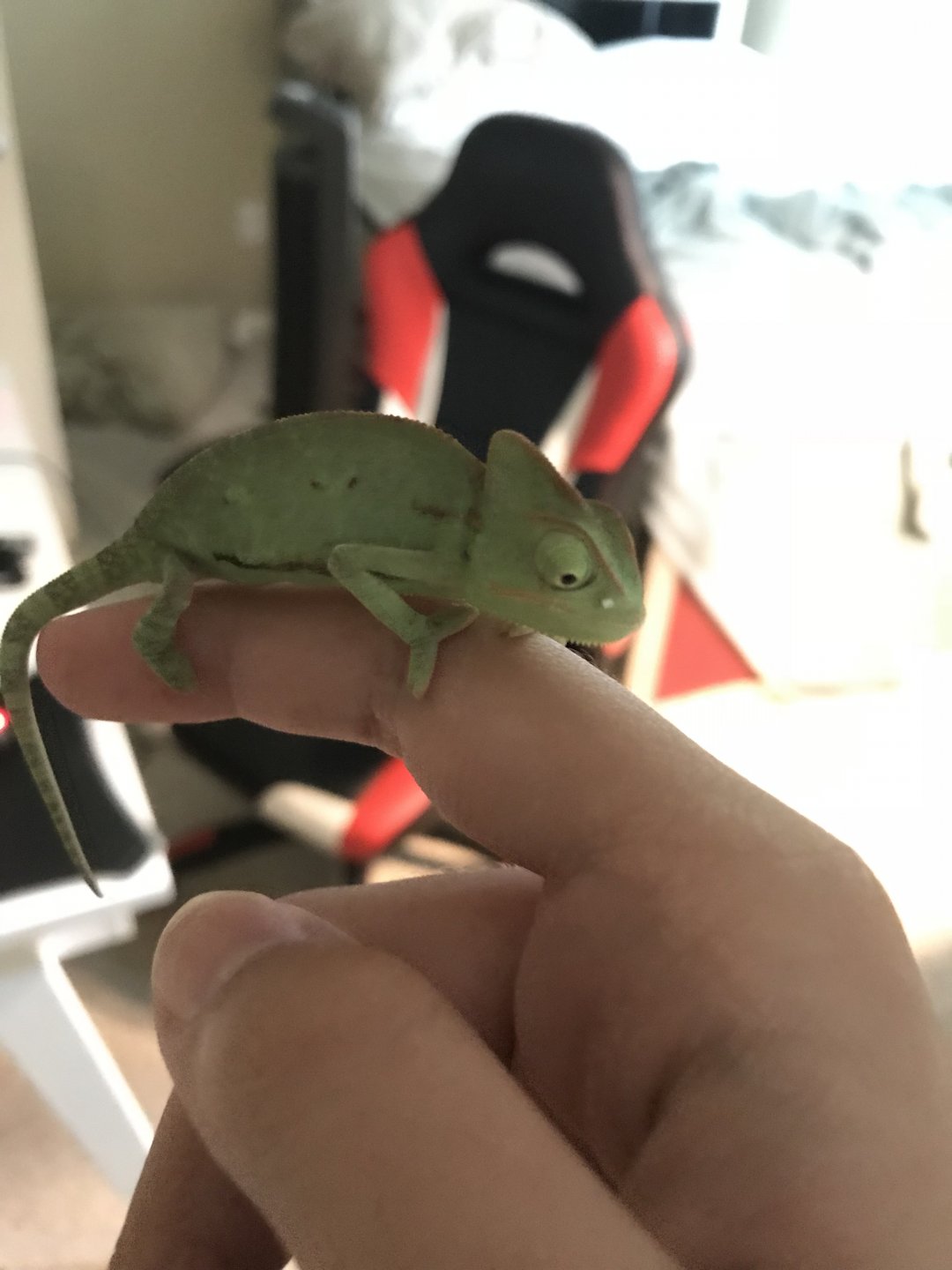 upload_2018-8-5_0-3-50.jpeg
