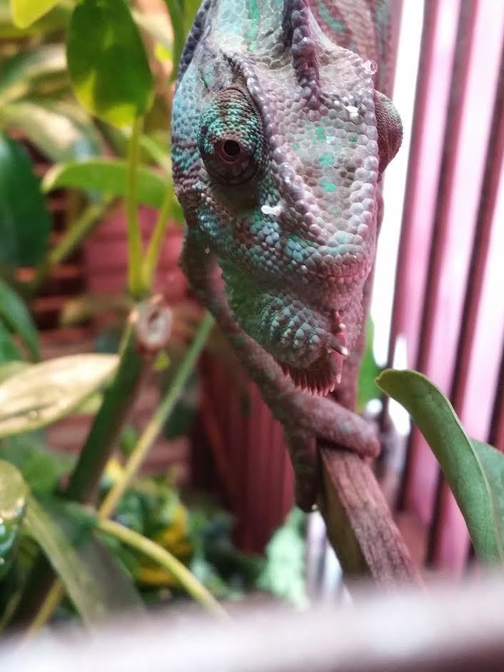 Veiled Chameleon growth on face.png