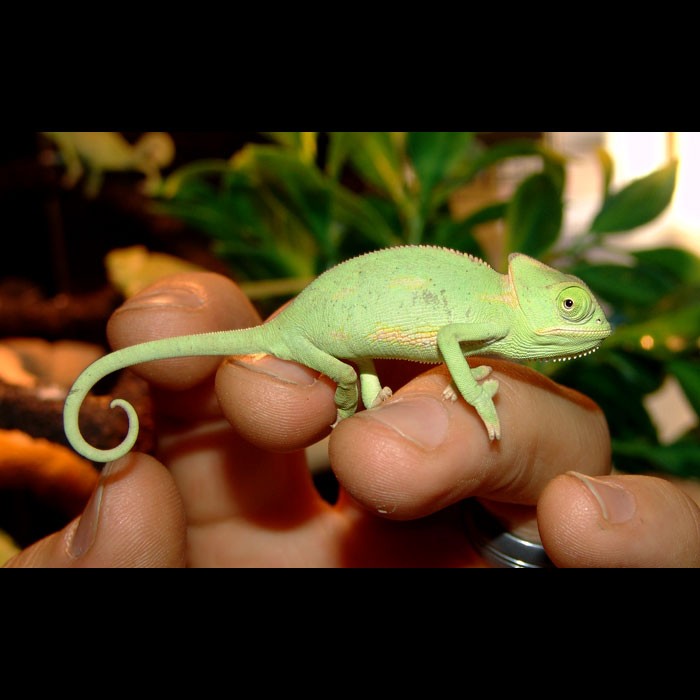 veiled-chameleons-babies.jpg
