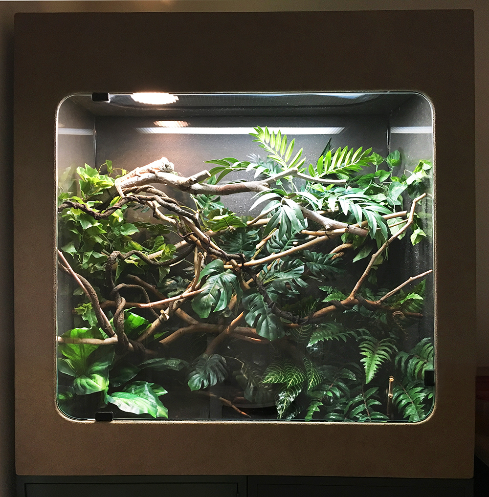 Verrucosus Enclosure.jpg