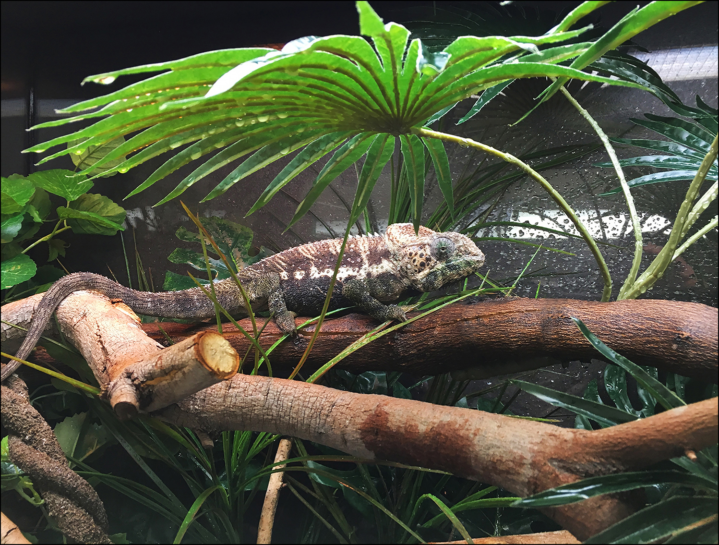 Verrucosus reduced.jpg