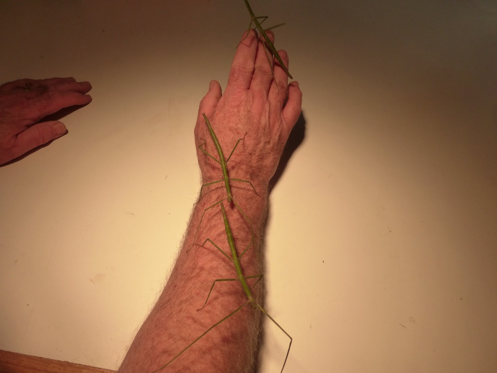 Vietnamese Stick Insect.jpg