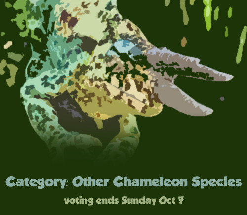 vote_other1.jpg