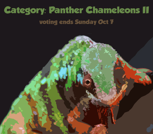 vote_panther2.jpg