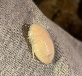 white roach.jpg