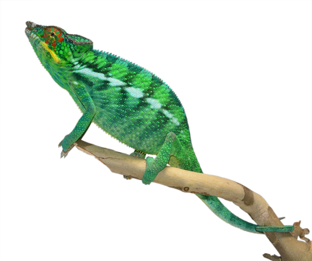 Wild Caught Nosy Be - Panther Chameleon - Canvas Chameleons (3) Small.jpg