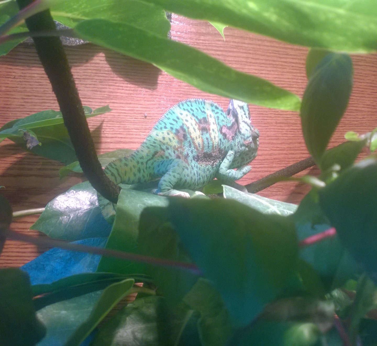 WP_20140623_001.jpg