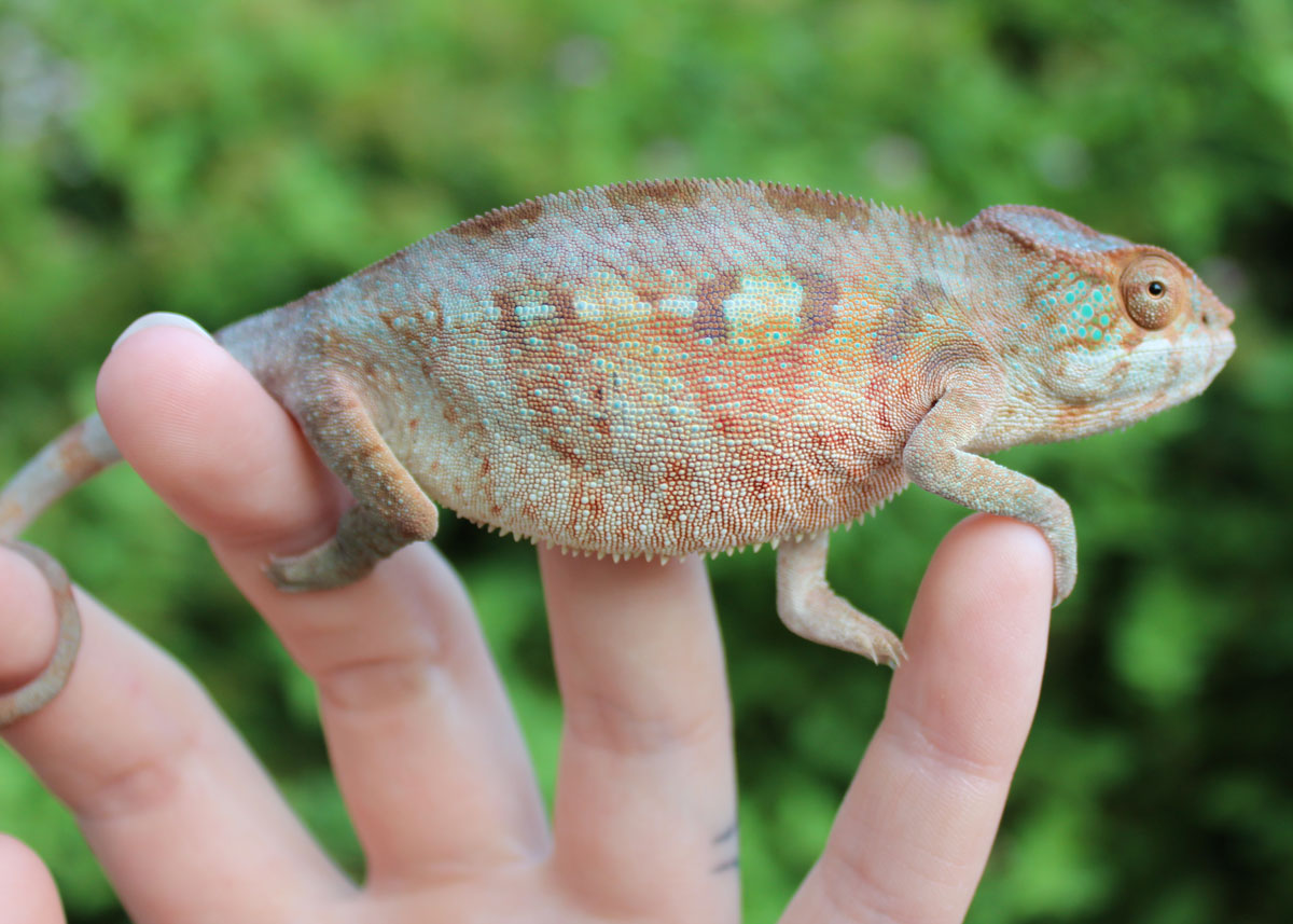 US - Gorgeous Juvenile Female Ambilobe Panther Chameleon | Chameleon Forums