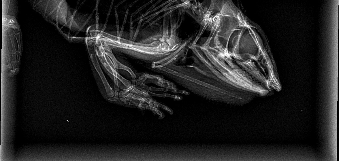 xrays2_paquay lucifer.jpg