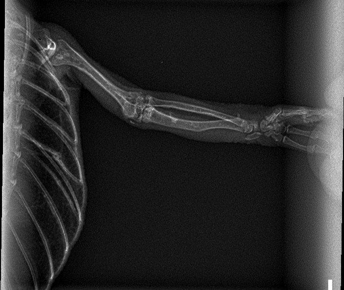 xrays3_paquay lucifer.jpg