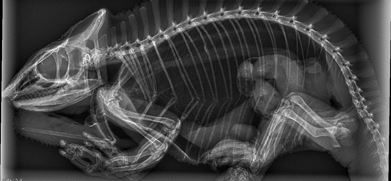 xrays_paquay lucifer.jpg