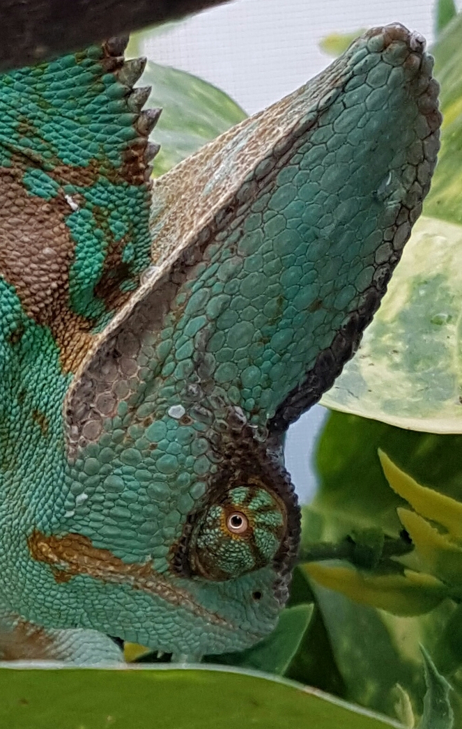 Yoshi - Aug 8.jpg