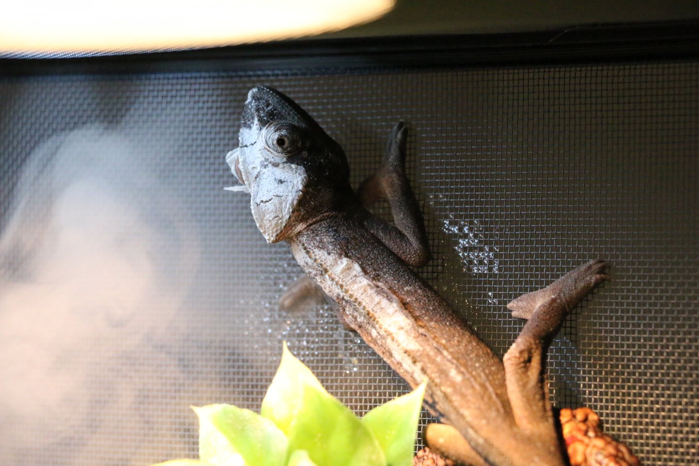 zeus shedding.JPG