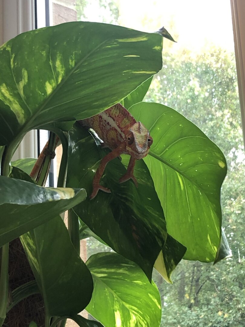 Ziggy 3.jpg