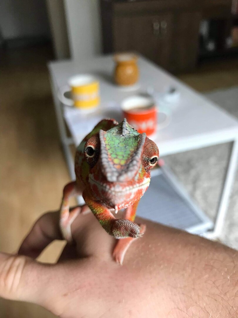 Ziggy 4.jpg