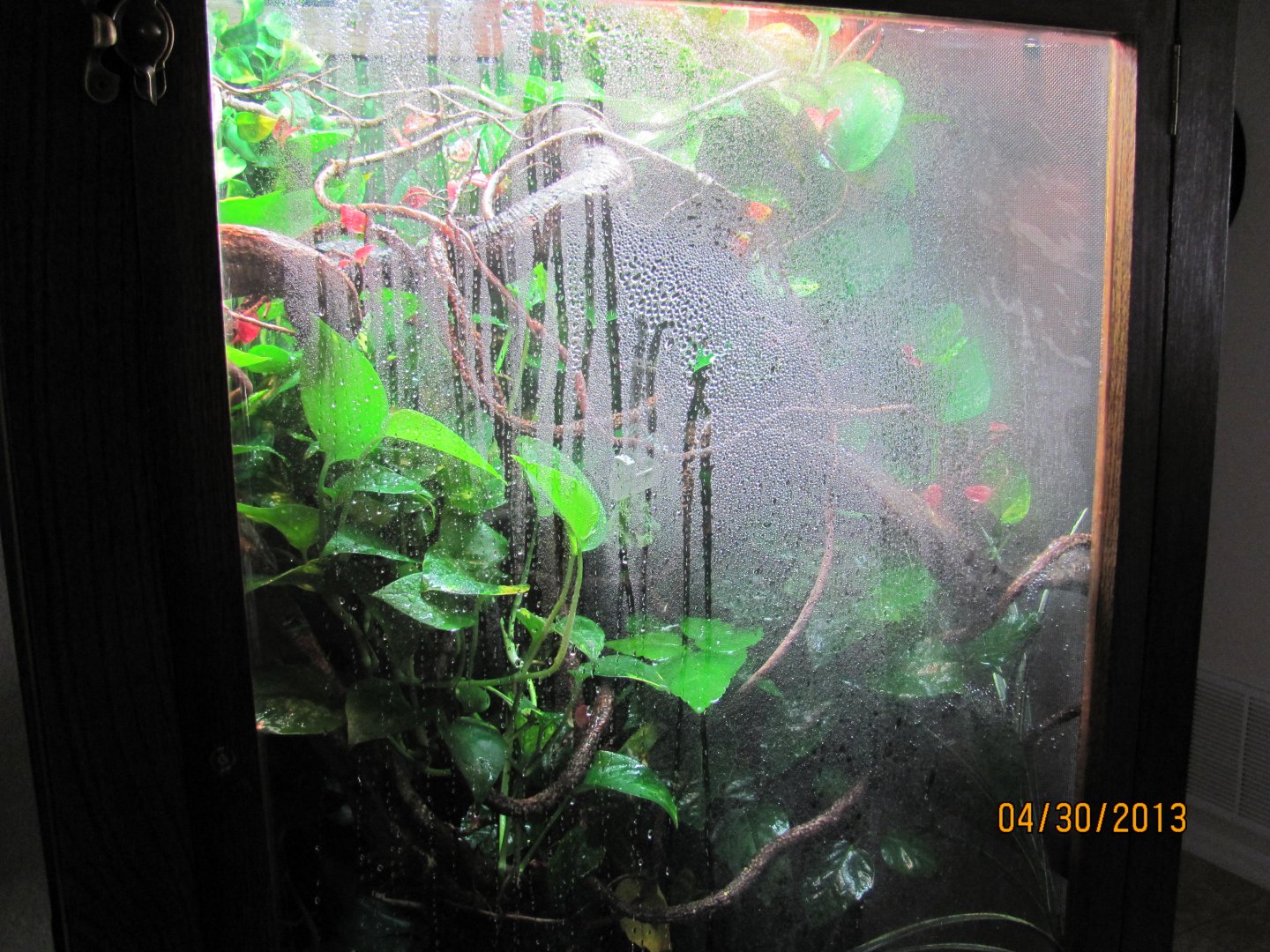 Basic info on Misting and fogging... Chameleon Forums