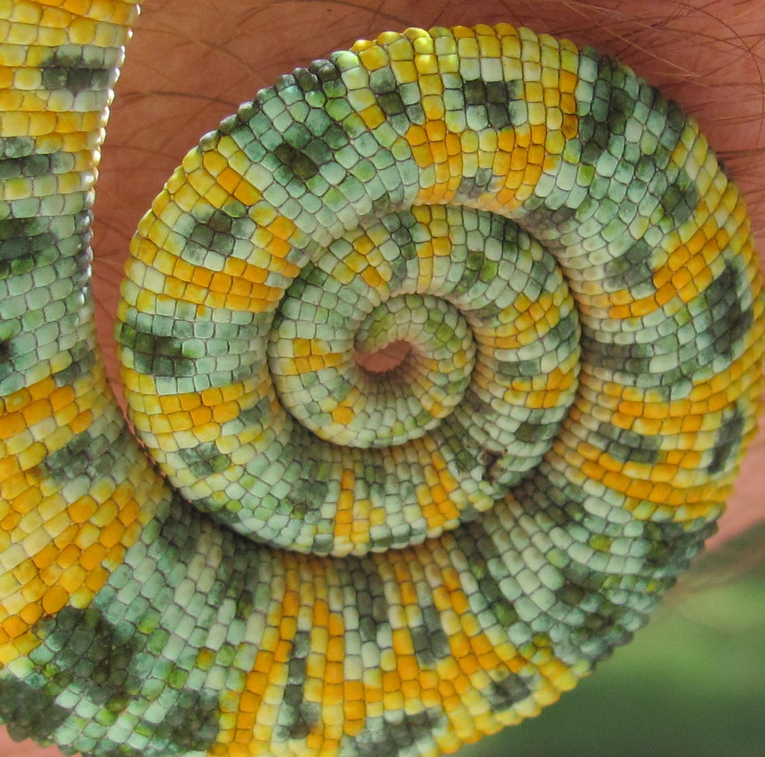 Hitchhiker's Guide to the Chameleon Forums... | Chameleon Forums