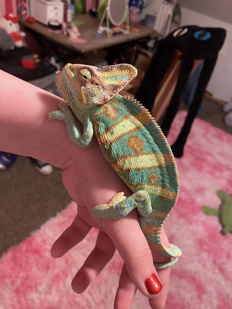 Rango’s Story 🦎 | Chameleon Forums