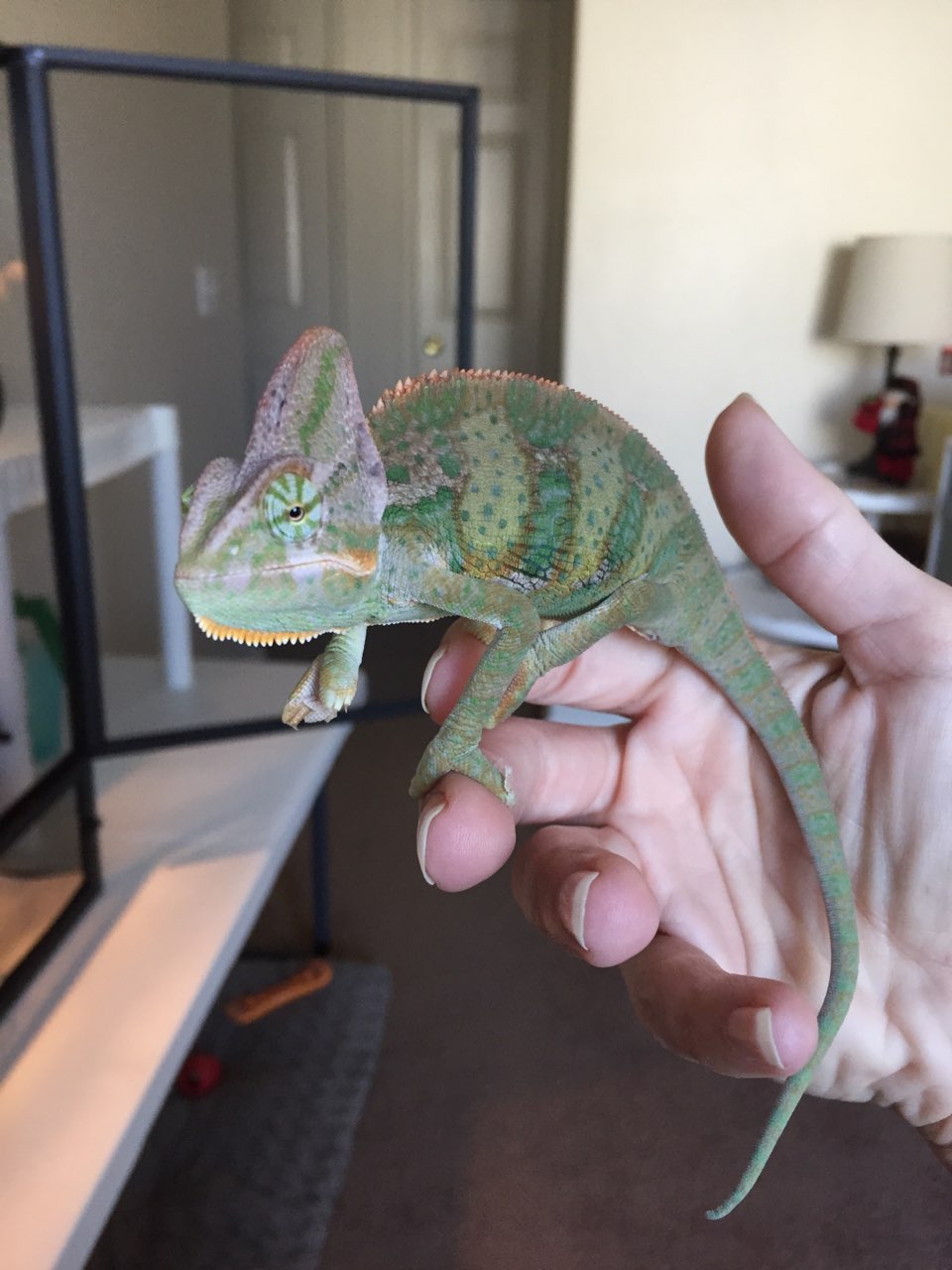 Building Trust With Your Chameleon | Chameleon Forums