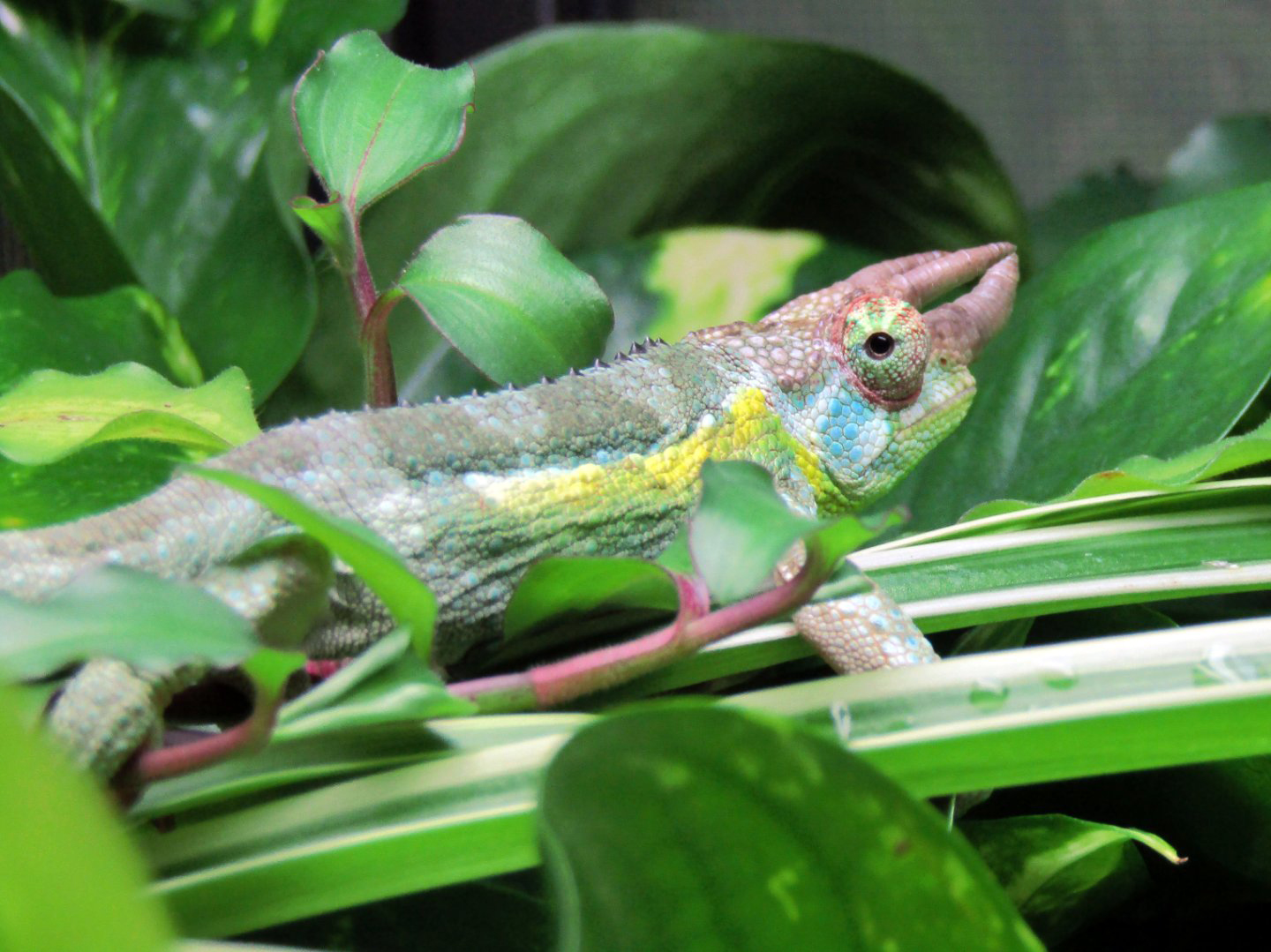 Cage Cleaning • Sanitation it's sexier than you think (Part 1