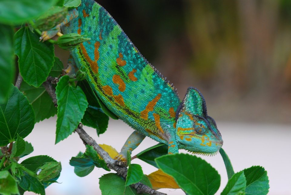 Egg Laying and the Laying Bin | Chameleon Forums