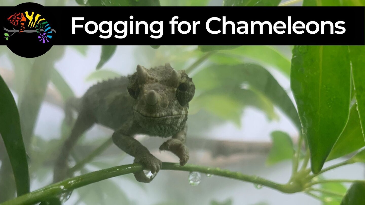 Fogging for chameleons (1920 × 1080 px).jpg