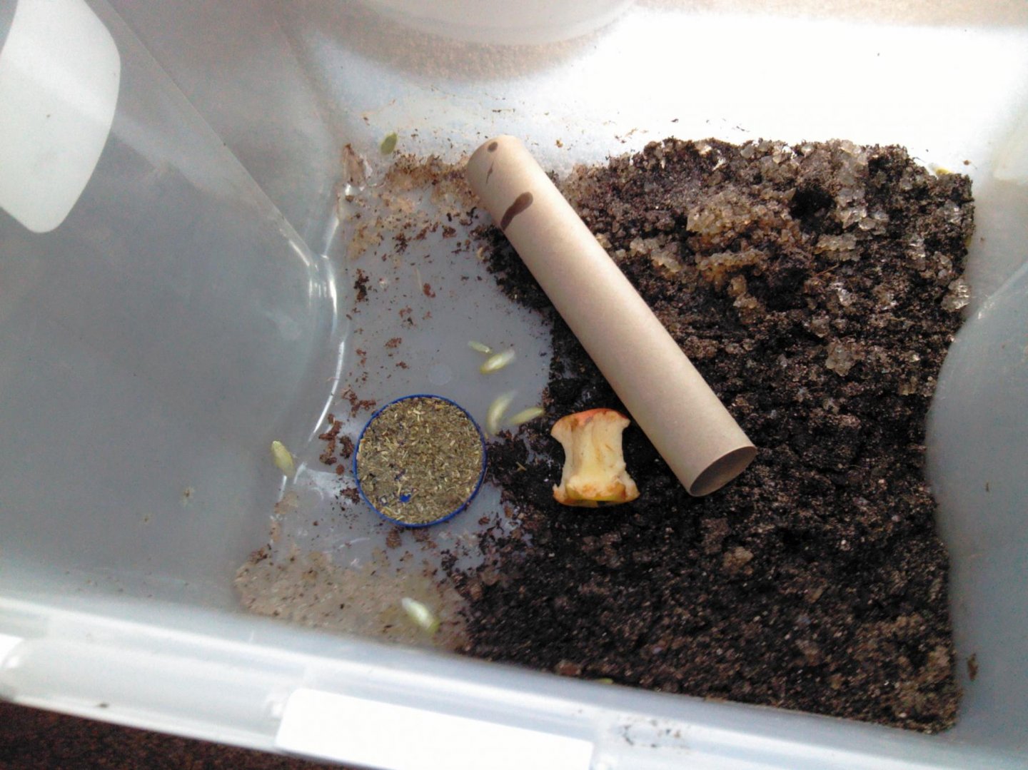 Giant Banana Roaches Chameleon Forums