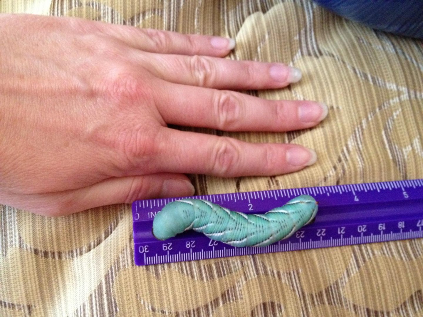Hornworm pupating | Chameleon Forums