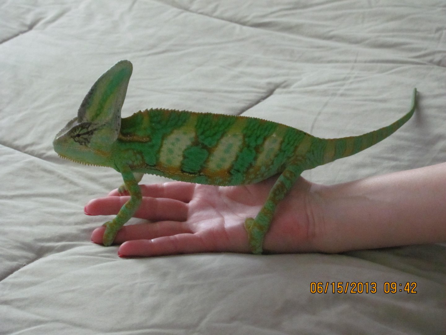 Is it O.K. to Handle my Chameleon? | Chameleon Forums