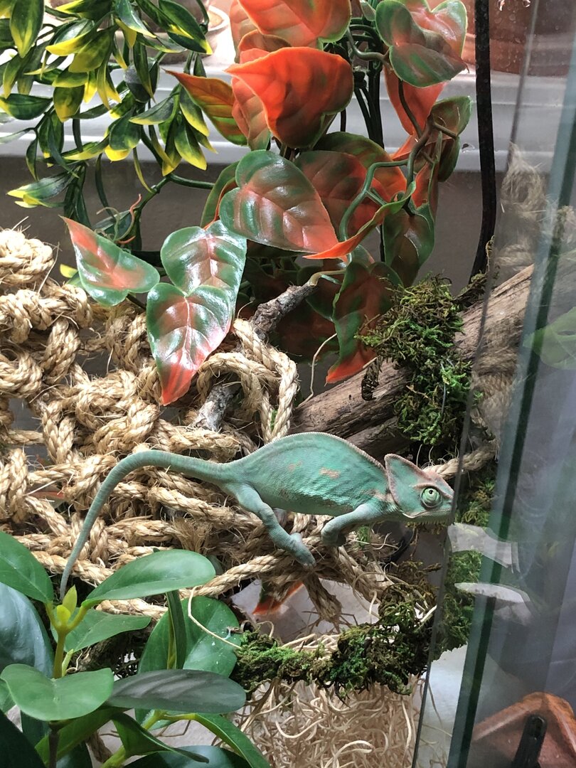 Recovered | Chameleon Forums