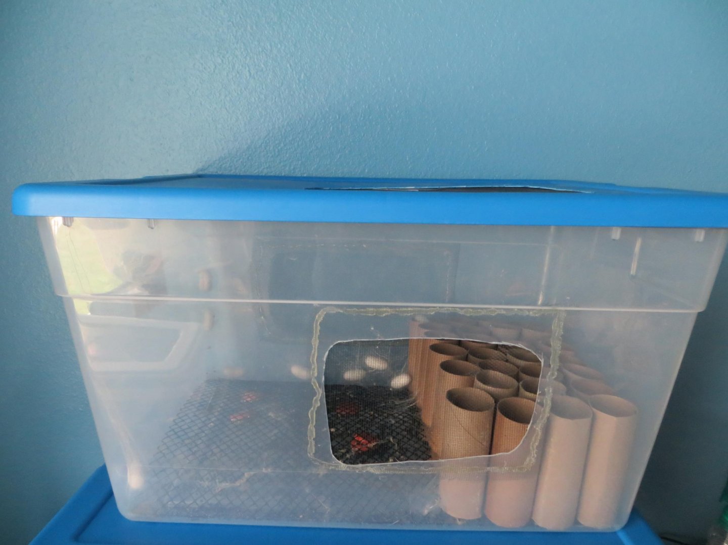 Silk Worm Rearing and Breeding part 2 Chameleon Forums