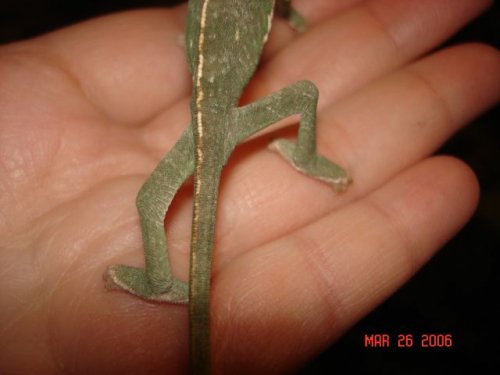 Baby Veiled B  Chameleons (2) 3-26-06 038.jpg