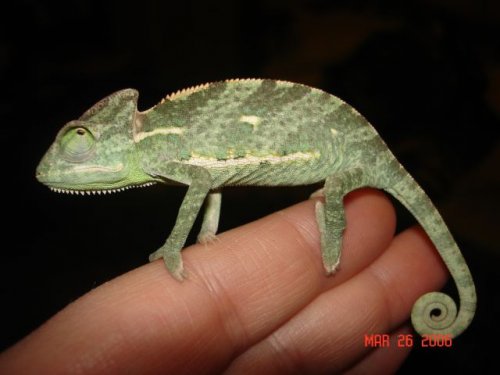 Baby Veiled B Chameleons (2) 3-26-06 028.jpg
