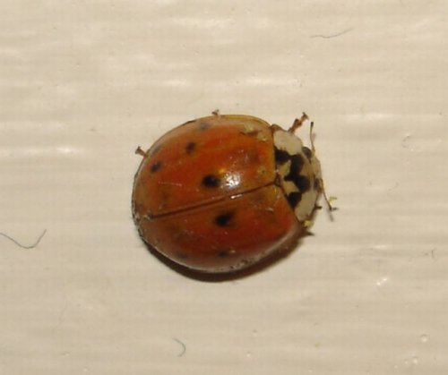 Japenese Beetles 006_edited.jpg