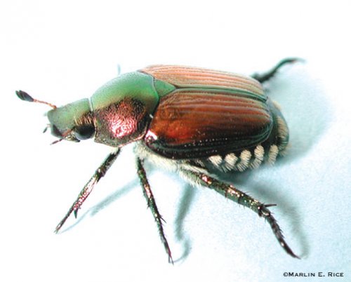 japanese_beetle_adult.jpg