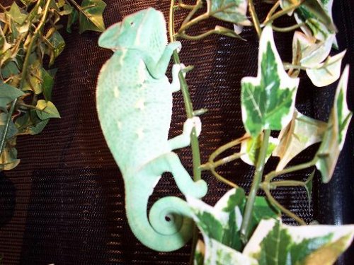 Look at the base of that tail.JPG