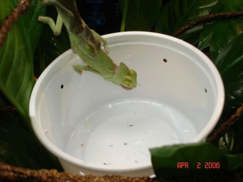 Feeding Chameleons 4-1-06 009.jpg