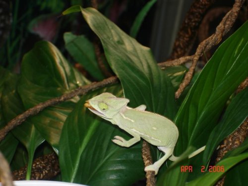 Feeding Chameleons 4-1-06 013.jpg