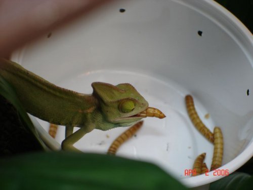 Feeding Chameleons 4-1-06 032.jpg